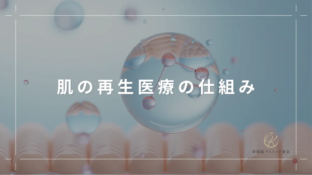 肌の再生医療の仕組み